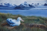 Wandering Albatross