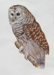 Barred-Owl