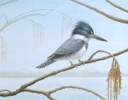 BeltedKingfisher