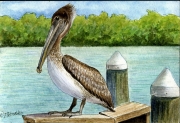 Brown-Pelican-Pelicanus-occidentalis