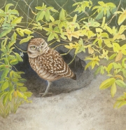 BurrowingOwl