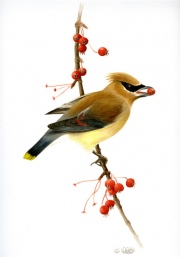 CedarWaxwing