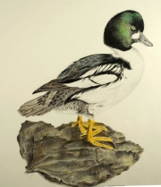 Common-Goldeneye-Bucephala-clangula-