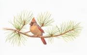 Female Cardinal