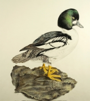 Common Goldeneye