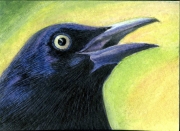 Grackle-Quiscalus-mexicanus