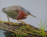 Green-heron