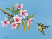 Ruby throated Hummingbird -and-Cherry Blossoms