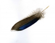 Mallard-Feather