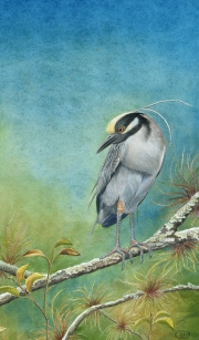 Night-Heron