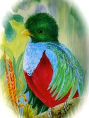 Resplendant Quetzal