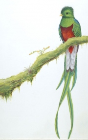 ResplendentQuetzal-Pharomachrus-mocinno-