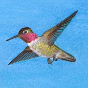 Anna's Hummingbird