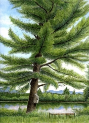 Eastern-White-Pine-Pinus-strobus-