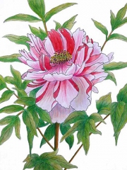 Rockii-Peony4x5