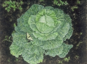 Savoy-Cabbage-Brassica-oleracea