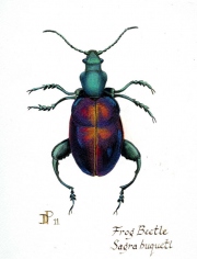 Frog-Beetle-Sagra-buqueti