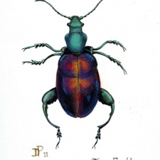 Frog-Beetle-Sagra-buqueti